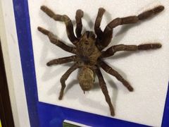 iphone_upload_pic-上海昆虫博物馆