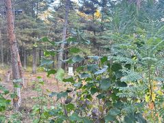 -帽儿山国家森林公园