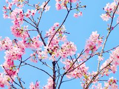 -天适樱花悠乐园