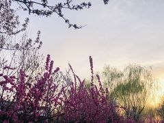-大兴滨河森林公园