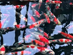 -观唐（国际）度假村温泉