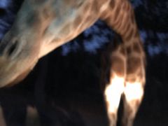 -清迈夜间动物园