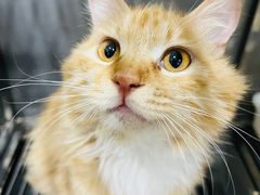 -米苏动物医院·犬猫专科·骨科外科内窥镜