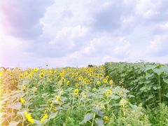 -紫颐香薰山谷景区