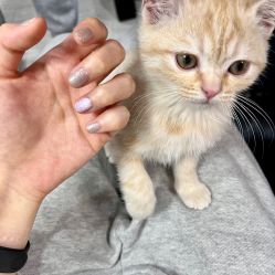 -兔猫ToMoreNails美甲美睫