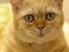 -飞行喵MR PILOT|猫舍·猫咖(静安大融城店)