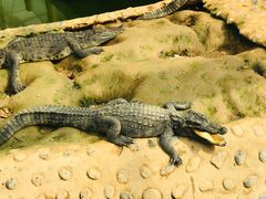 -石家庄市动物园