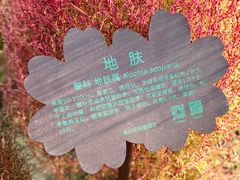-花开海上生态园