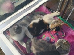 -中环花鸟鱼虫市场