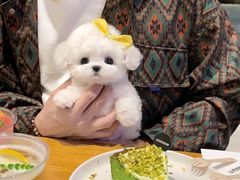 -唐小姐の猫狗洗护·购宠旗舰店(周浦万达店)