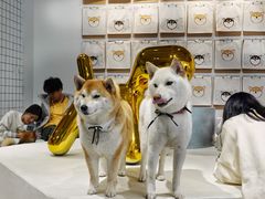 -柴务处·柴犬主题狗咖