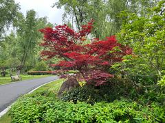 -昆山城市生态森林公园