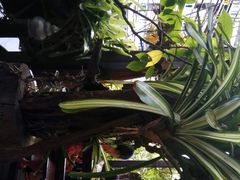 -自然餐厅(Phuket)