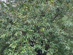 -寮步香市古镇休闲景区