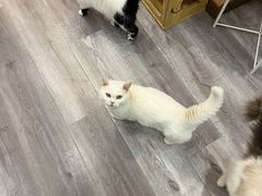 -BABIT巴比特宠物(MOMOPARK店)