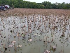 -大湾区中央湿地公园