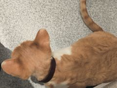 -琪喵猫屋·撸猫猫咖·猫舍