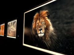 -罗红摄影艺术馆