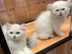 -袖虎·猫馆(体育西路店)