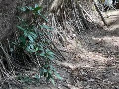 -武夷山风景名胜区-虎啸岩