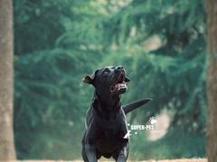 -超宠爱宠物摄影-Super pet