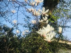 -南山植物园