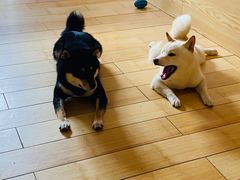 -喜柴咖啡·柴犬狗咖