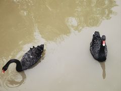 -青藏高原野生动物园