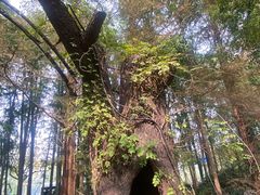 -九曜山