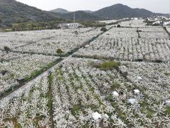 -树山生态村