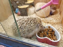 -more than meow吴止猫主题餐厅(承德 中船汇店)