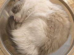 -有喵·猫咖·狗咖·30几只猫10只小狗(岗厦店)