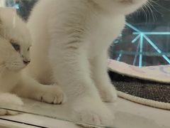 -babydoll猫舍·米努特·德文·缅因(久光中心店)