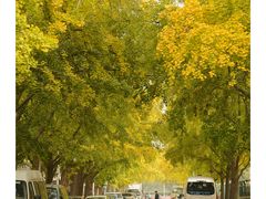 -三里屯东五街银杏大道