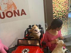 -百好乐宠物友好餐厅(朝外大街店)