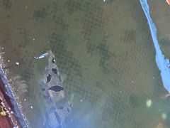 -蓝湾碧波·老字号·疍家非遗海上餐厅