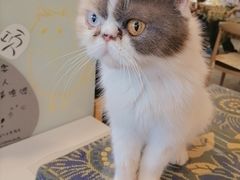-平行世界·猫咖(首经贸店)