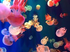 -成都浩海立方海洋公园