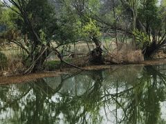-昆山城市生态森林公园