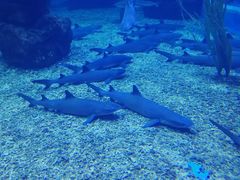 -多彩贵州城极地海洋世界