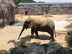 -青岛森林野生动物世界