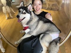 -Husky Go! 哈士奇体验馆·宠物咖啡厅狗咖