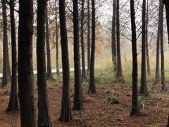 -溱湖国家湿地公园