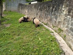 -都江堰中华大熊猫苑