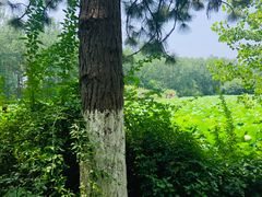 -合肥滨湖国家森林公园