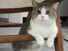 -爱妮康宠物医院·干细胞免疫细胞·肿瘤·心脏(张江店)