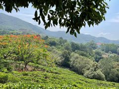 -雁南飞茶田景区