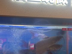 -老板恋上鱼(恒隆广场店)