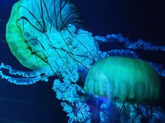 -欢乐海岸海洋奇梦馆