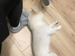 -我爱吾宠宠物美容院(朝阳路店)